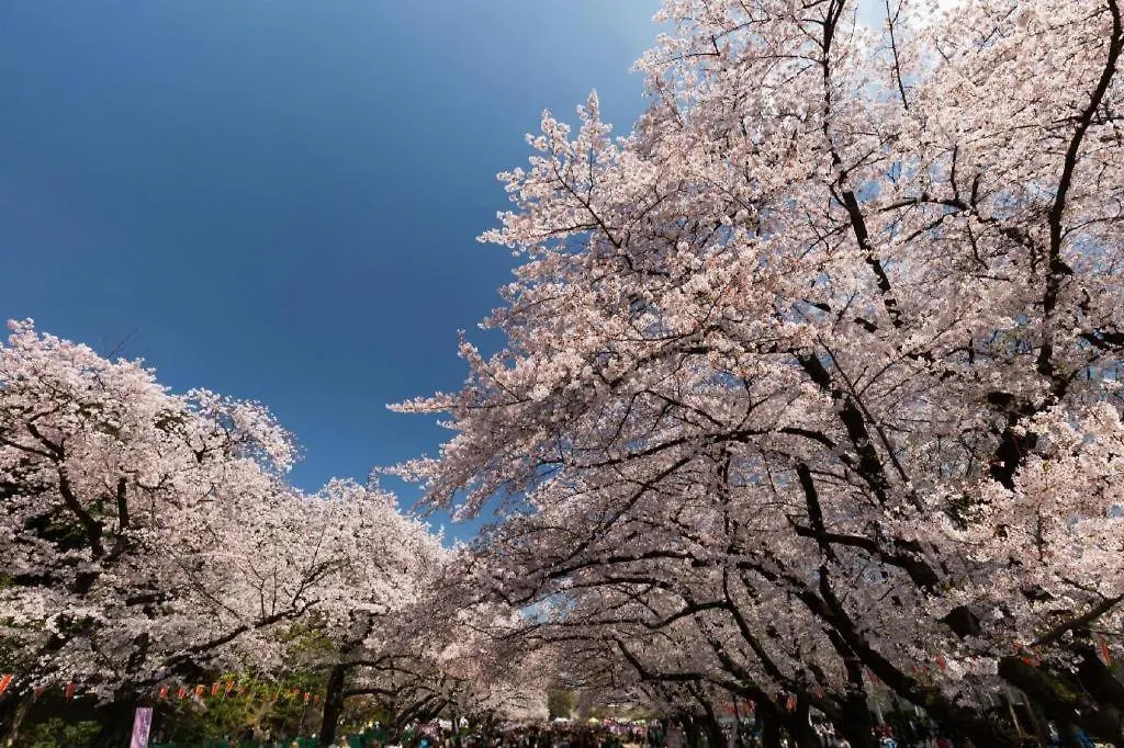 **  Hotel Bougainvillea Minowa Tokyo Japan